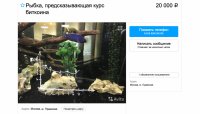 «Золотая рыбка»: в России продается рыба, предсказывающая курс биткоина